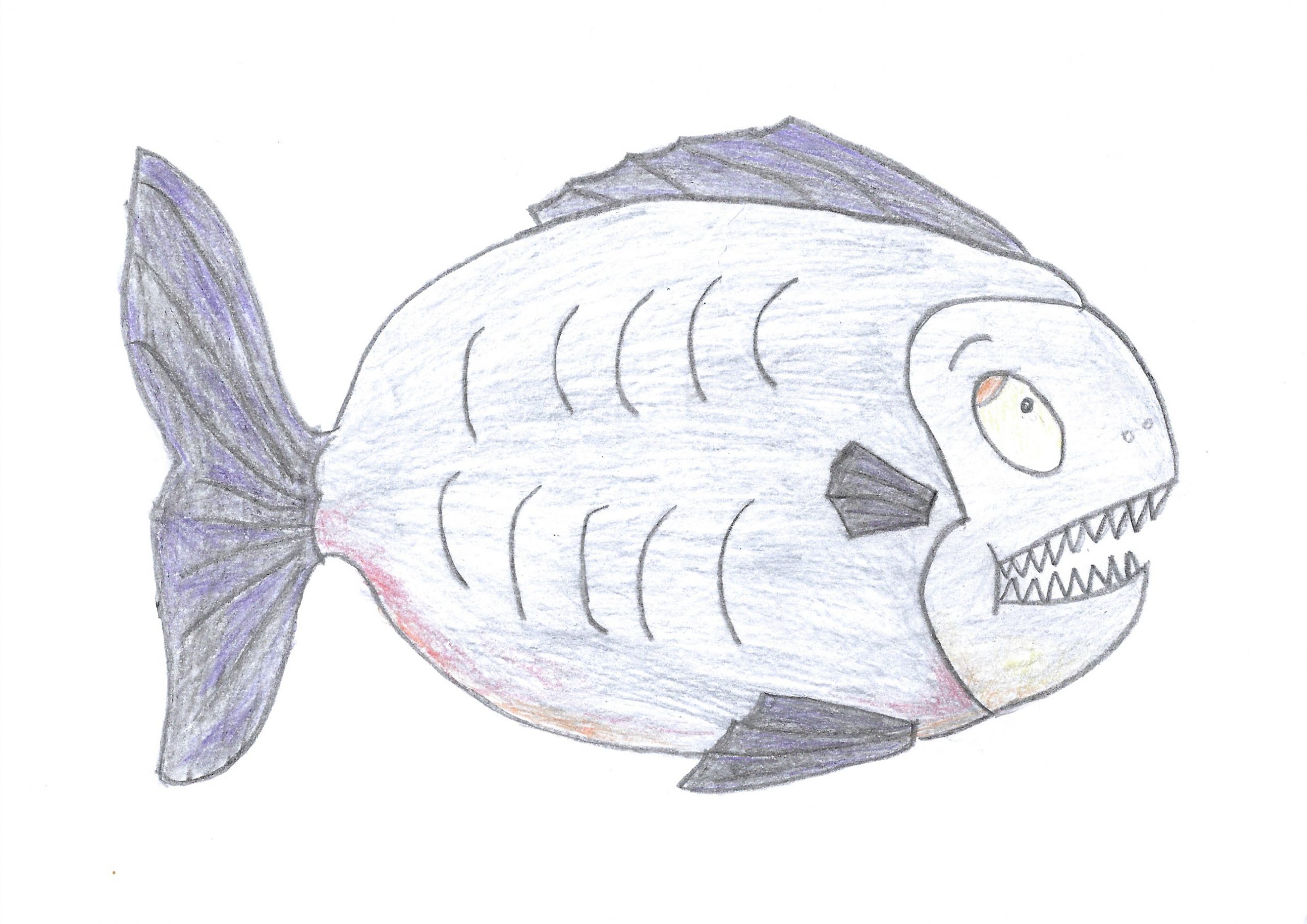 Parãi — The piranha
