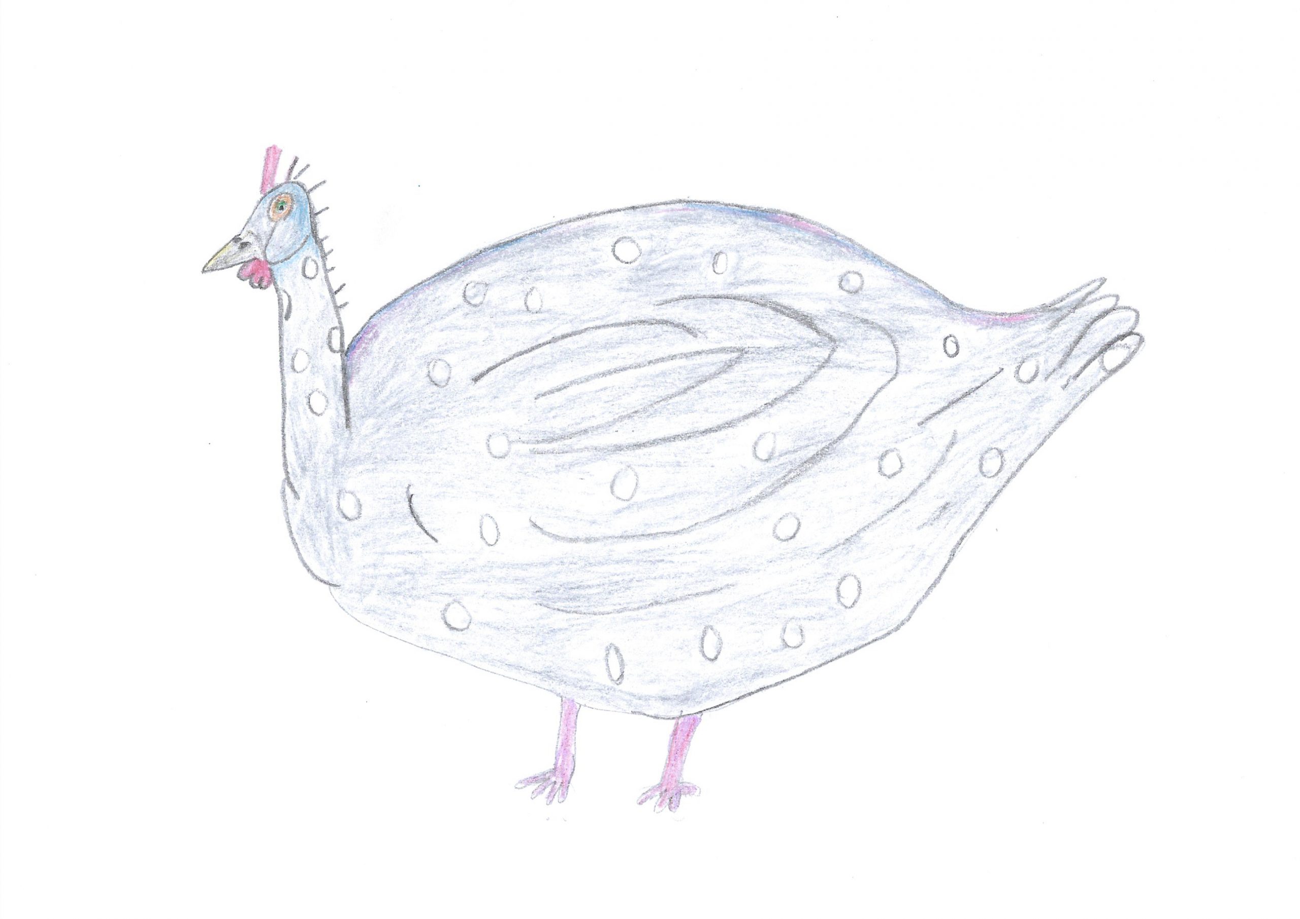 Tokãi — The guinea