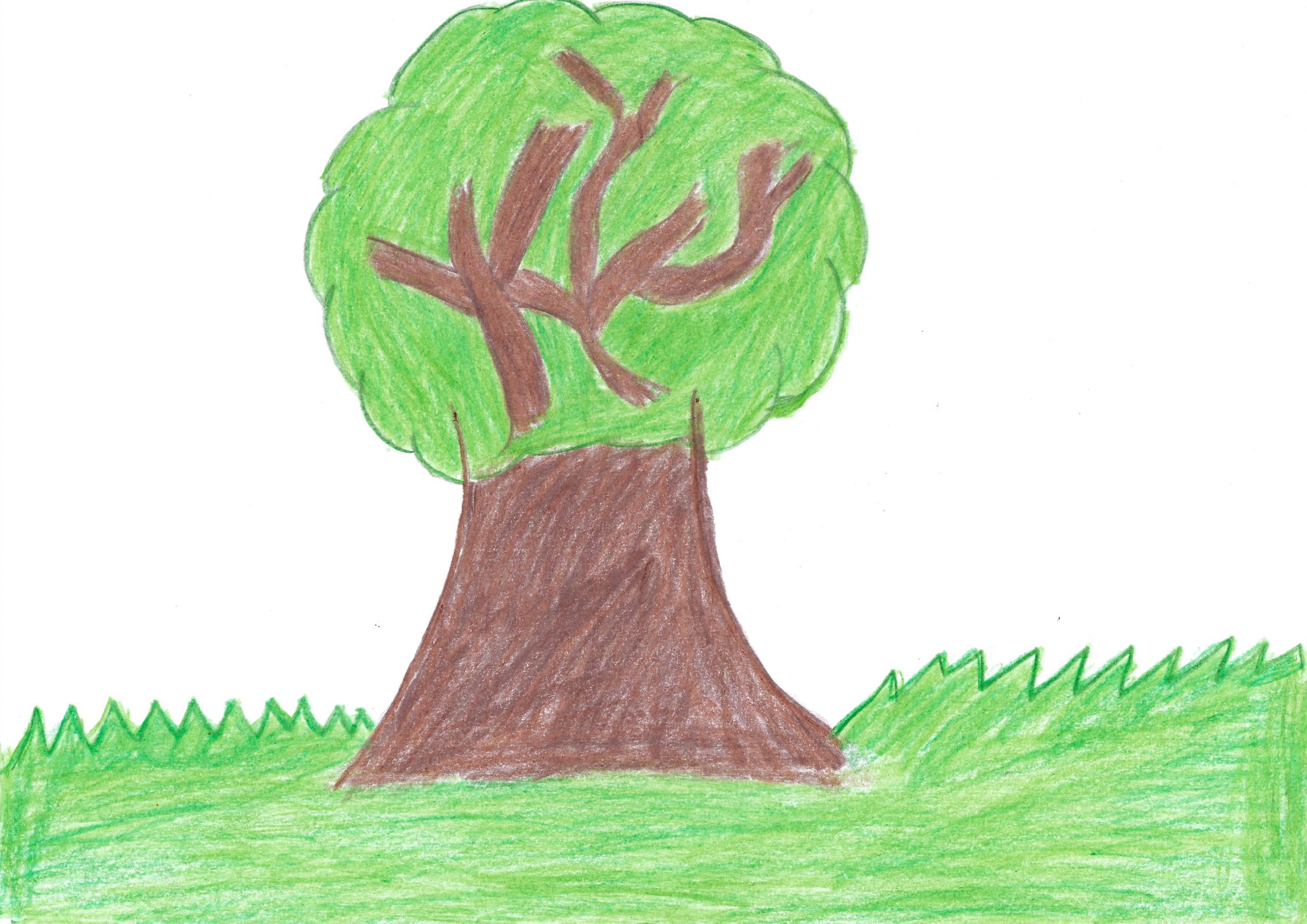 Yvyra — The Tree