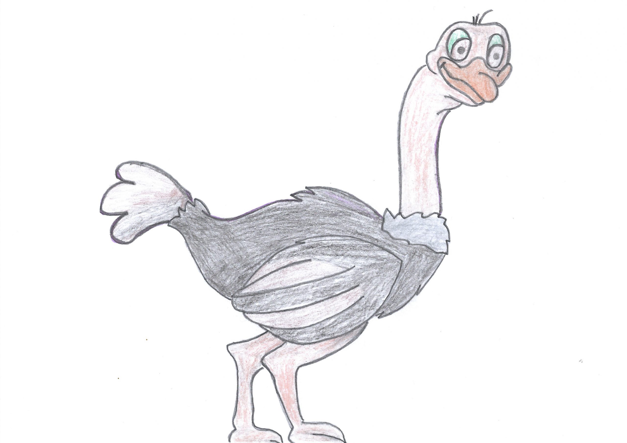Ñandú guasu — The ostrich