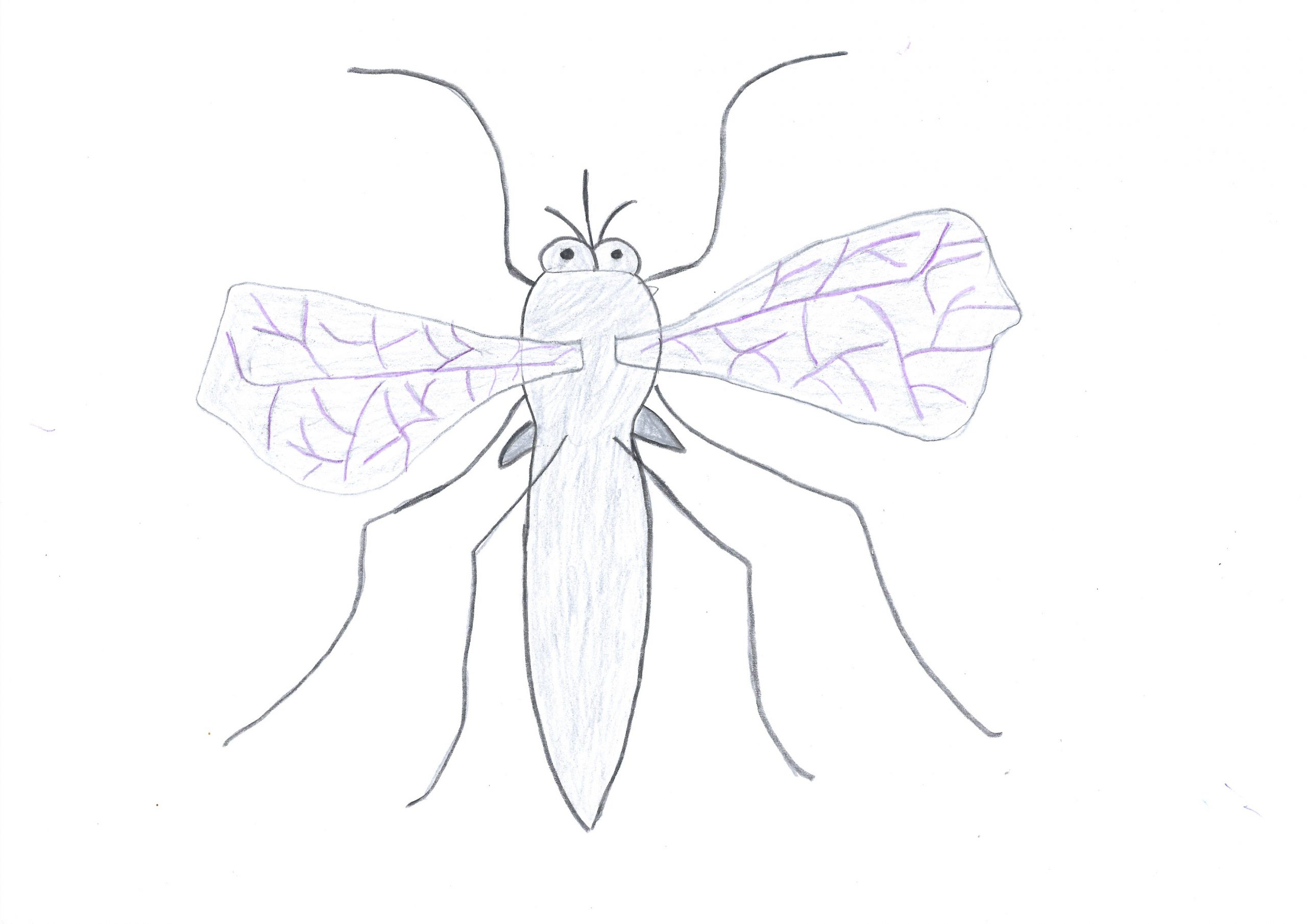Ñati’u — The mosquito
