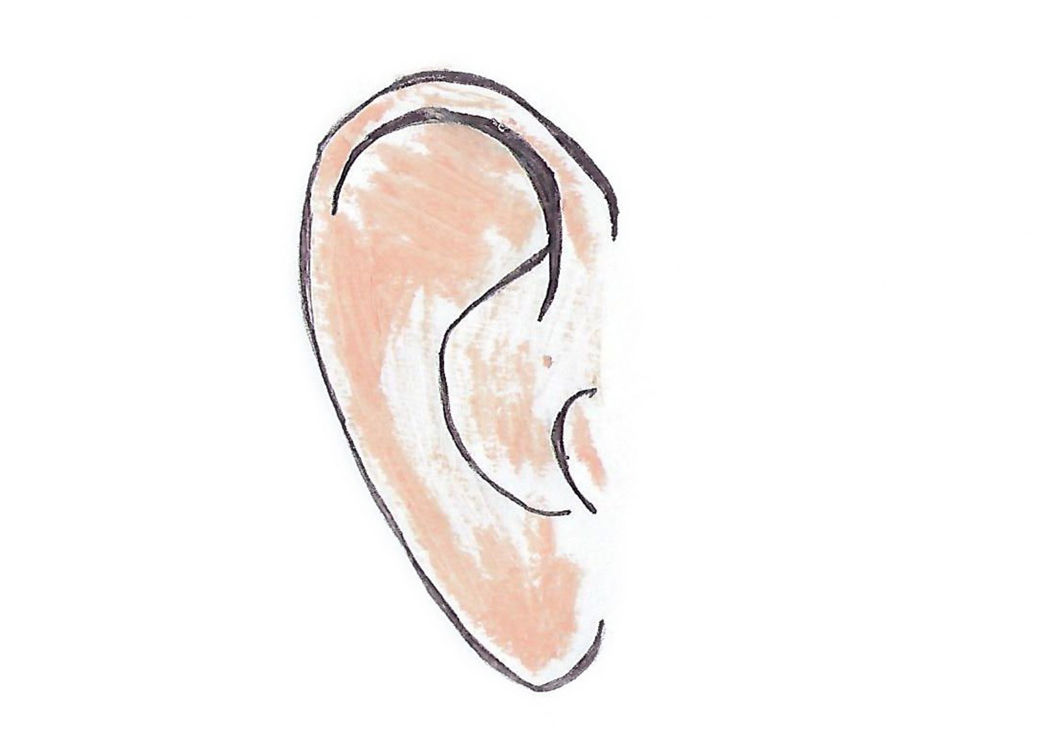 Ухо	— The ear