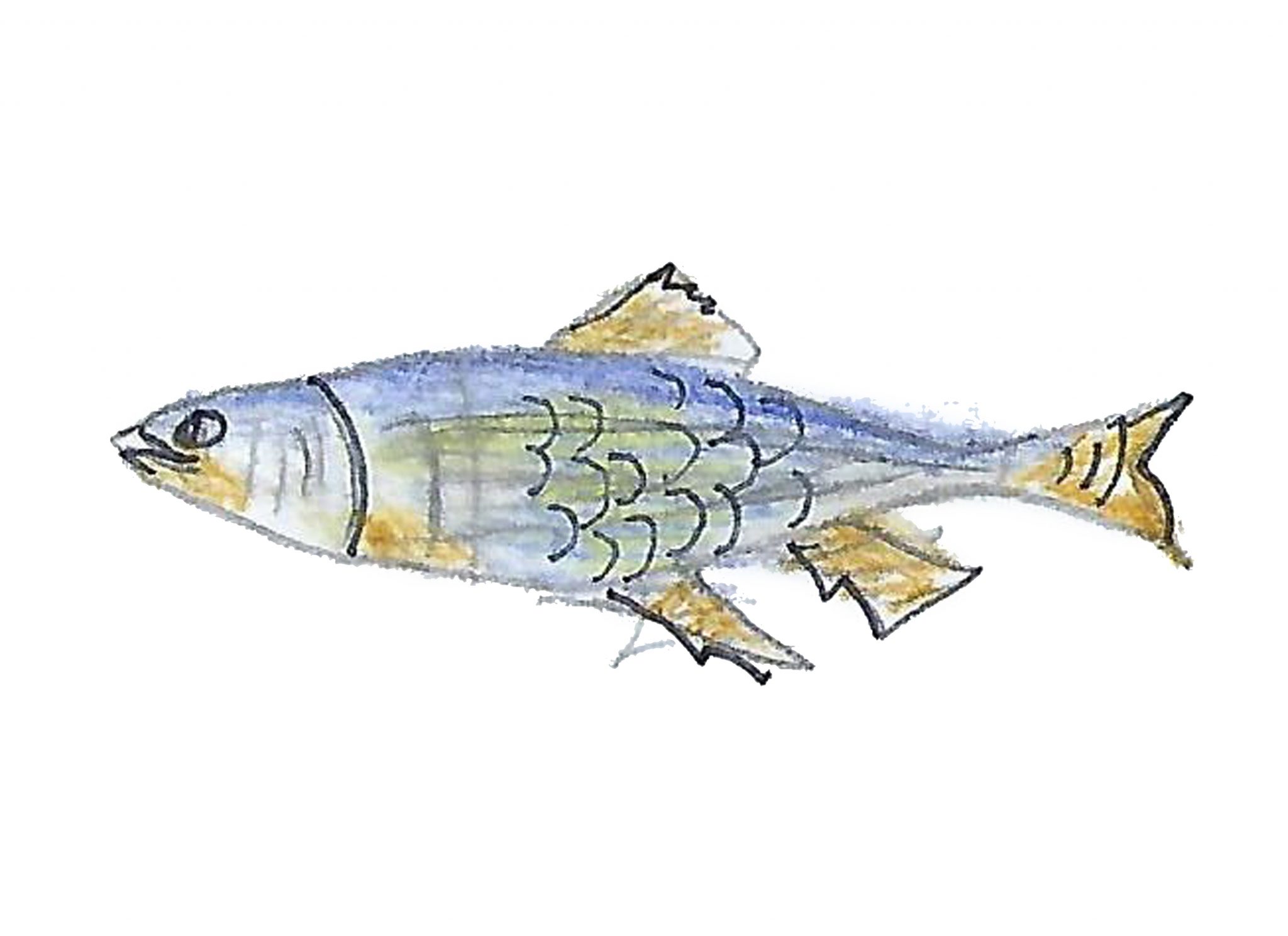 Селёдка — The herring